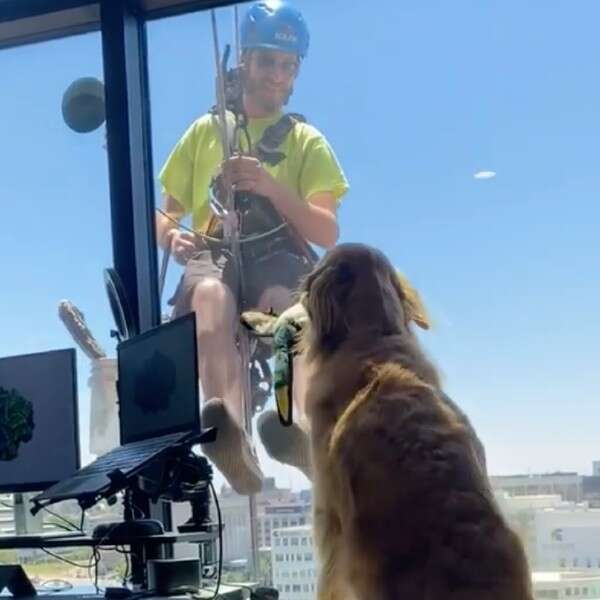 dog bringing window cleaner a toy