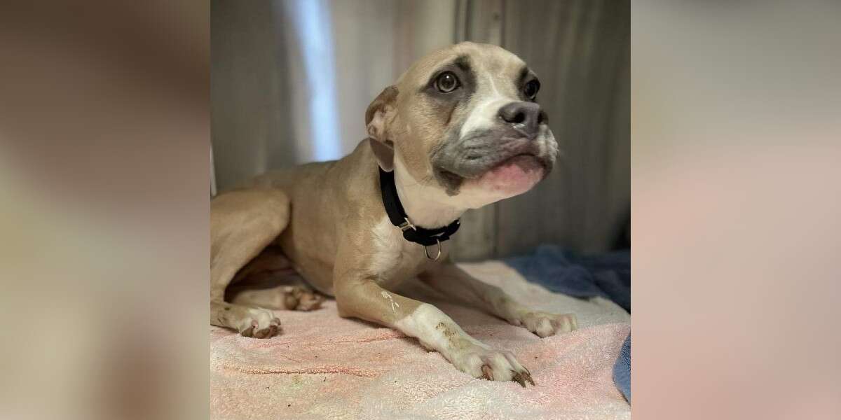 Scared Puppy Asks Kind Woman To Take Her Home After Surviving A Shelter ...