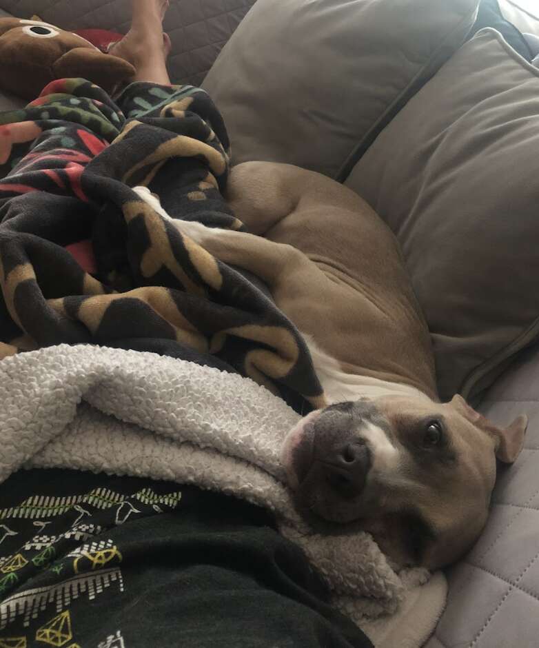 brown dog cuddling with owner on couch