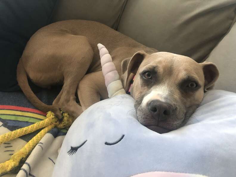 brown and white dog resting head on pillow