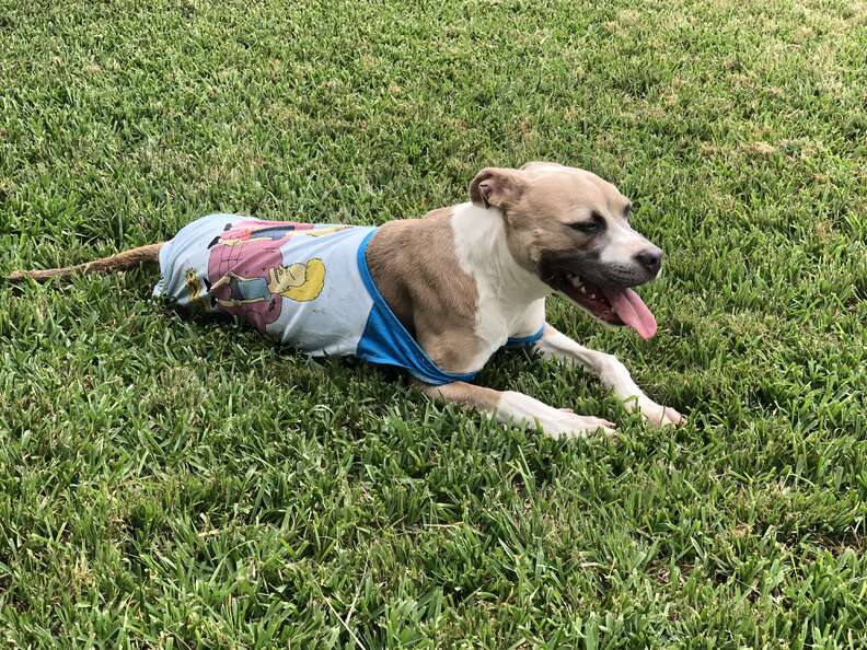 brown and white dog lying on grass