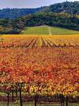 This California City Is the Gateway to Wine Country and Redwood Forests