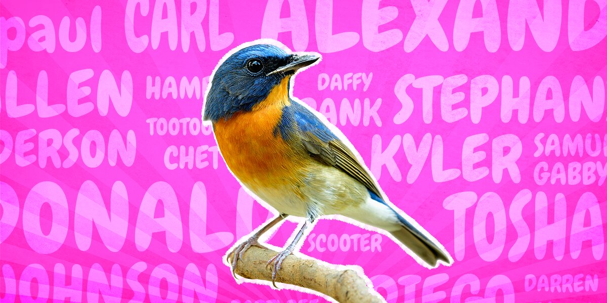 Funny Bird Names - A List of Weird, Wacky, and Unforgettable Avian