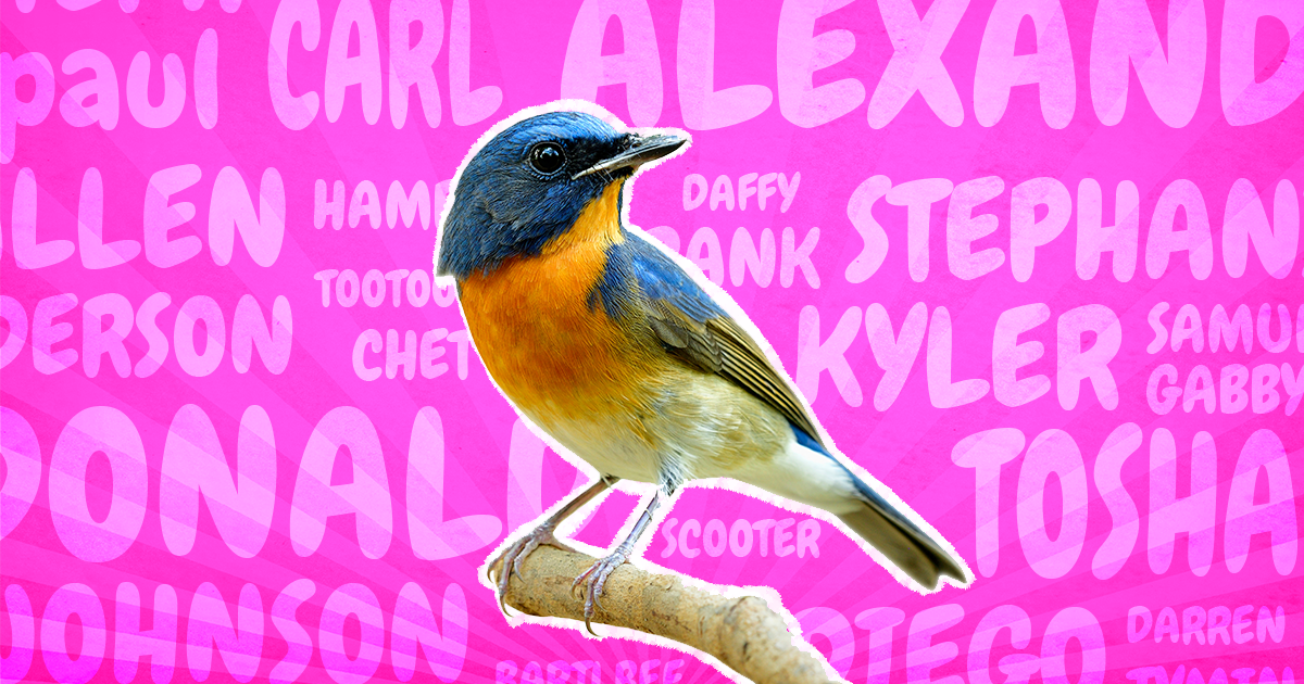 28 Funny Bird Names That Make Light Fun Of Our Flying Friends