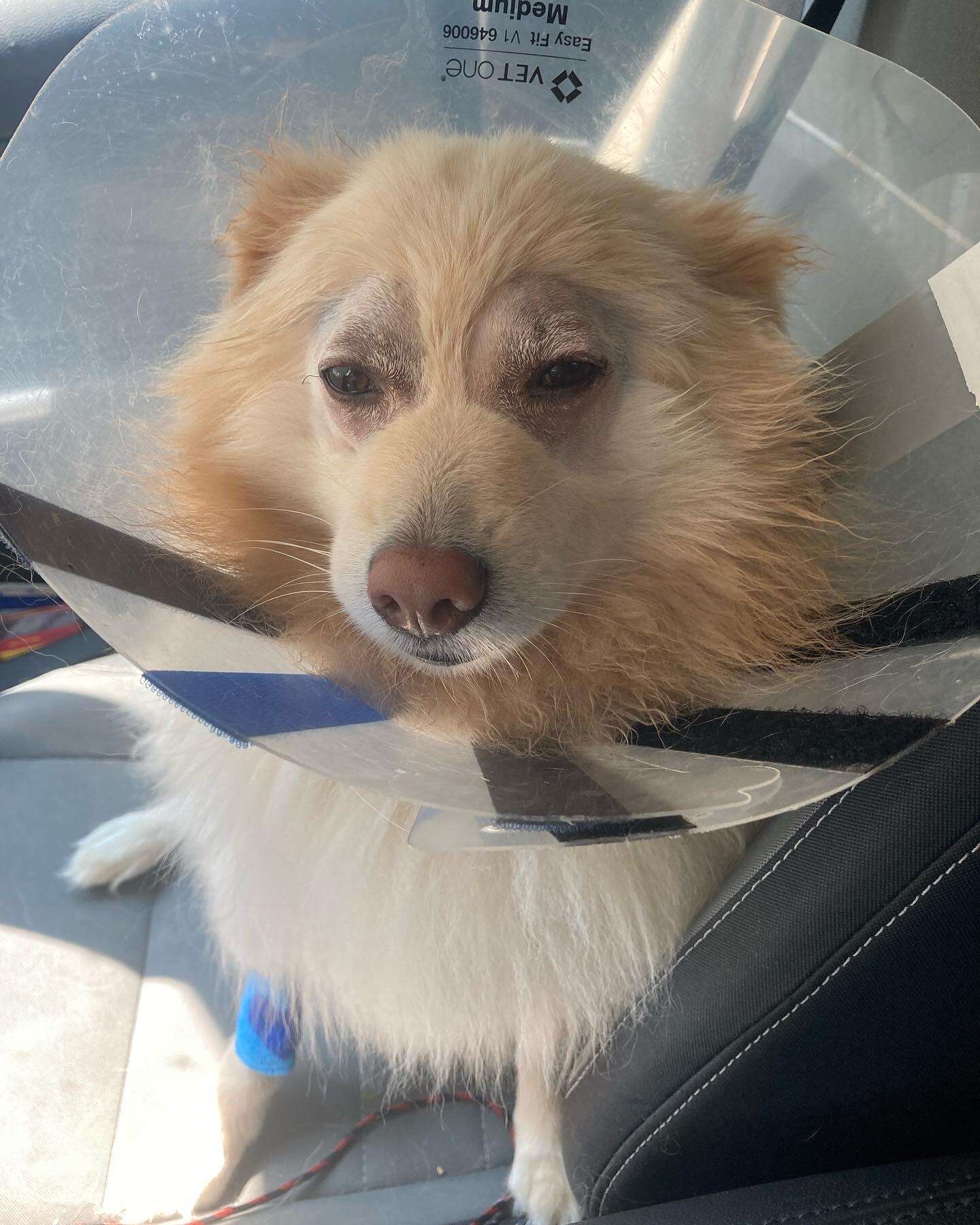 White dog sits with cone around neck.