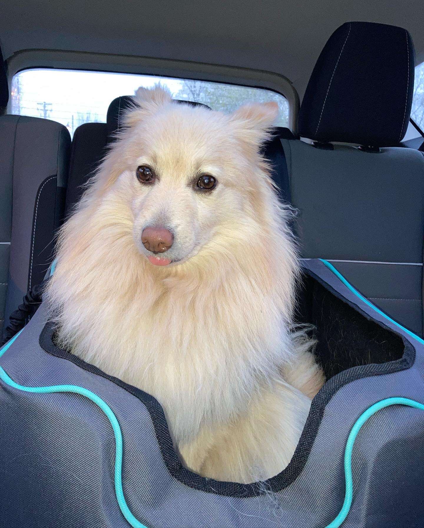 White dog rides in the backseat of a car.