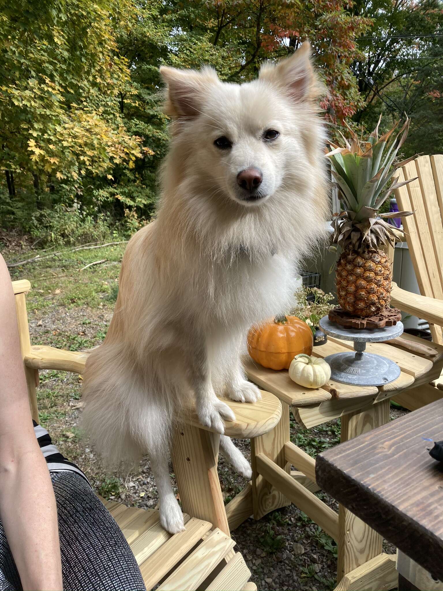 White dog stands with two feet on table.