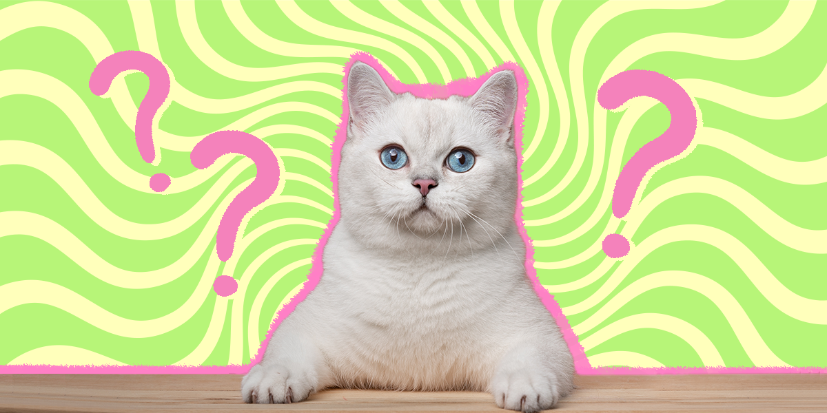 How To Keep Cats Off Counters 5 Tips From A Vet DodoWell The Dodo