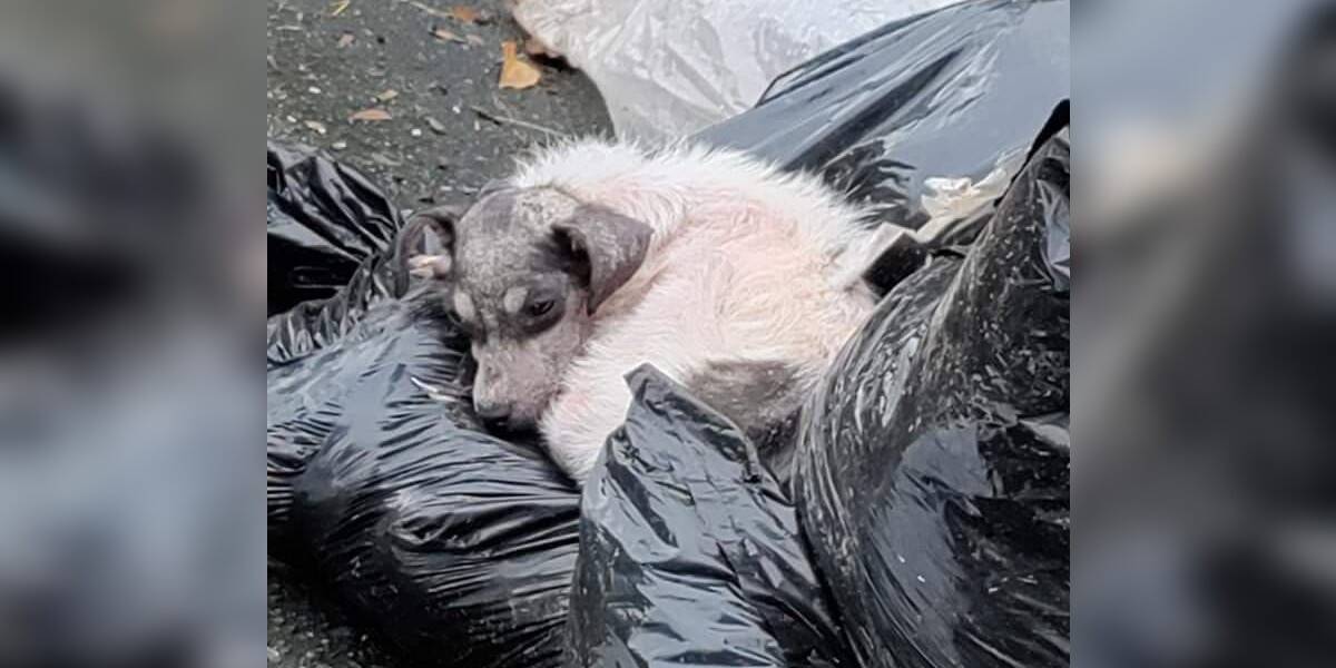 Colliding Dogs Explode Garbage Bag