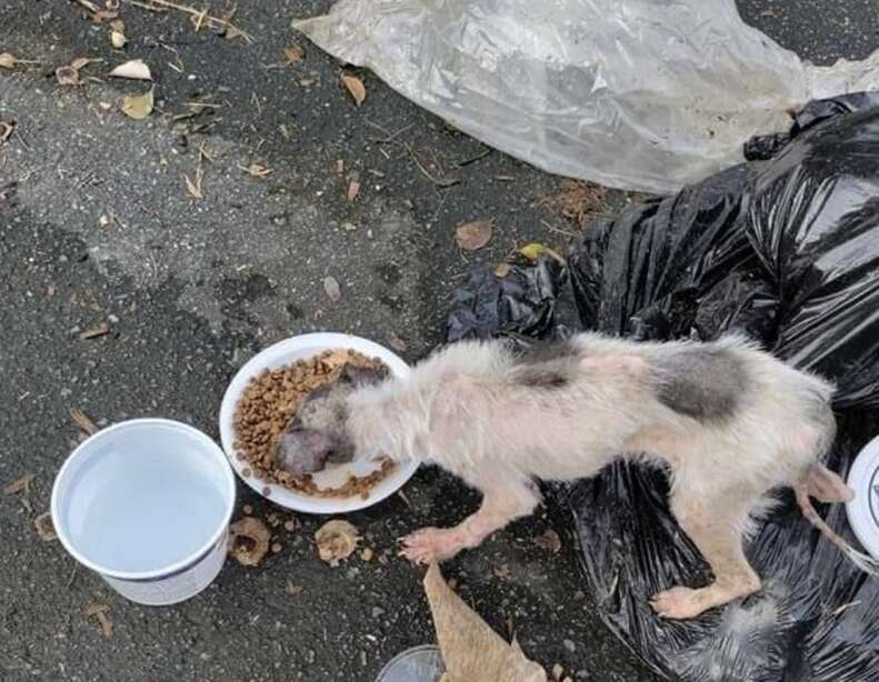 Small dog eats food on the ground.