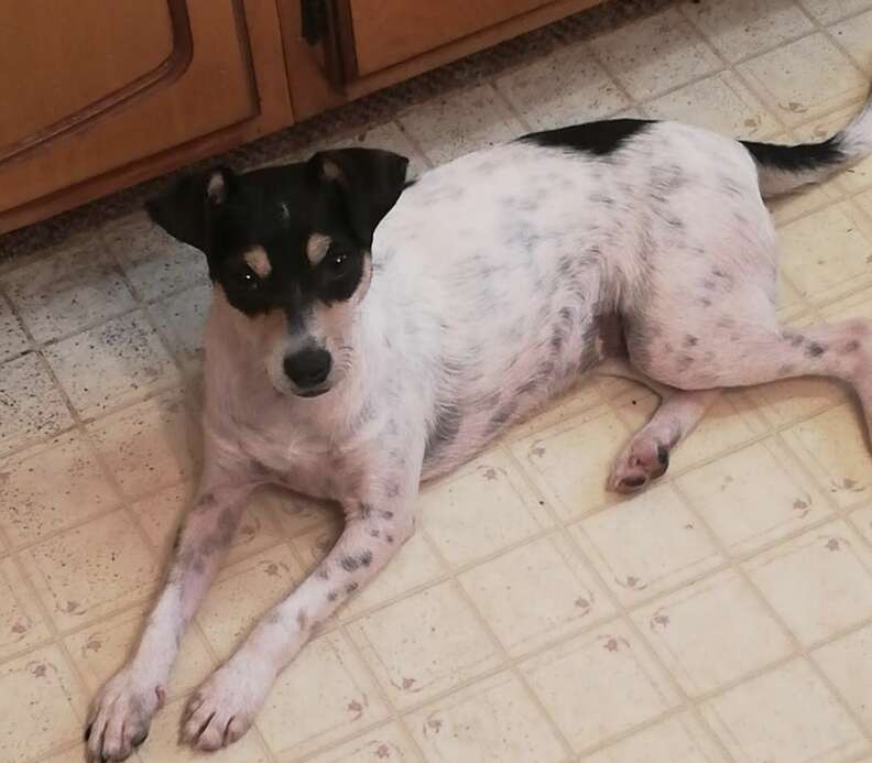 Small dog lays on floor.