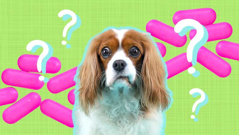 How much liquid sales benadryl to give dog