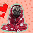 pug wrapped in blanket