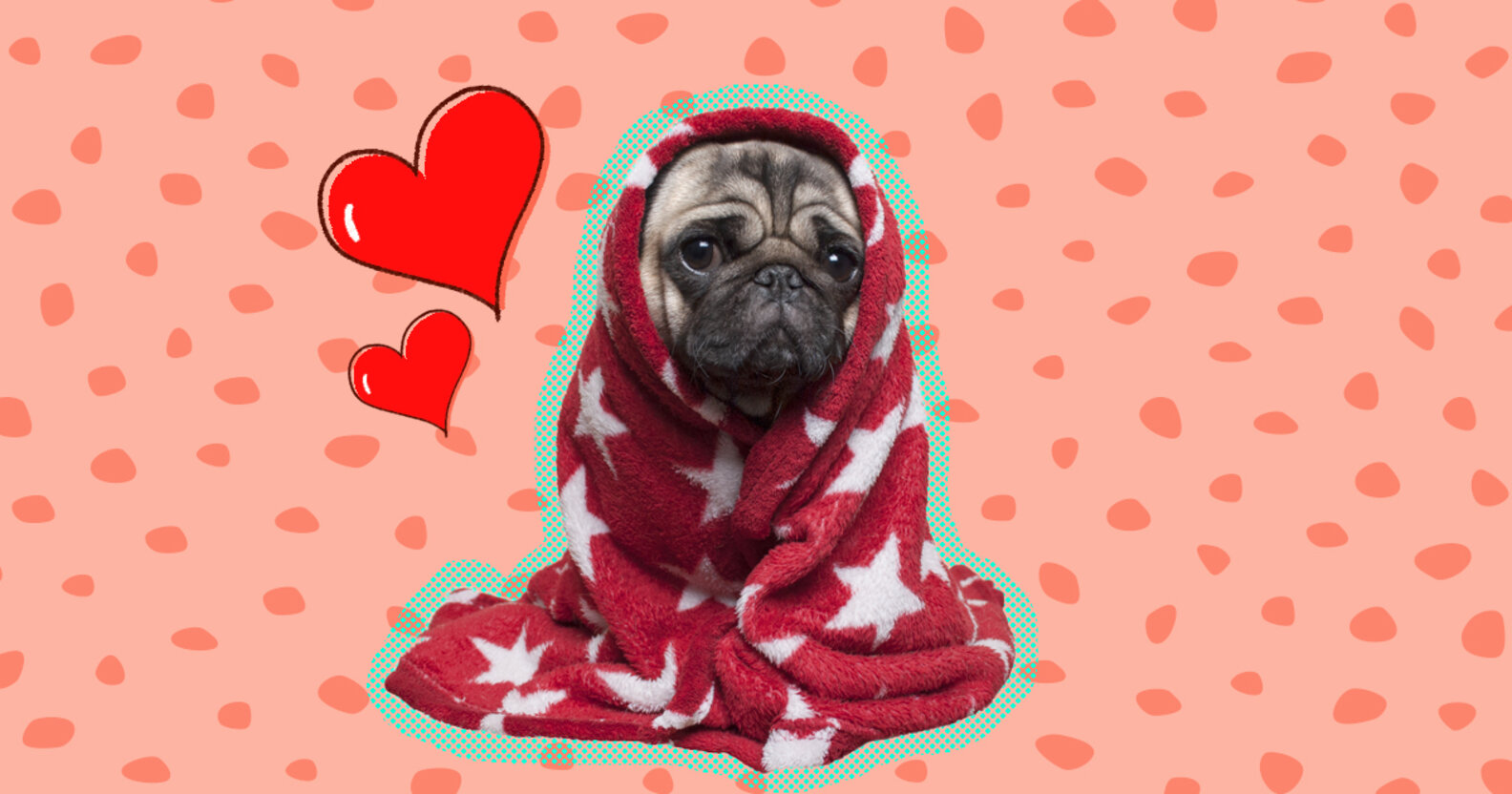 Do Dogs Need Blankets? Tips For Introducing A Blanket To Your Pet