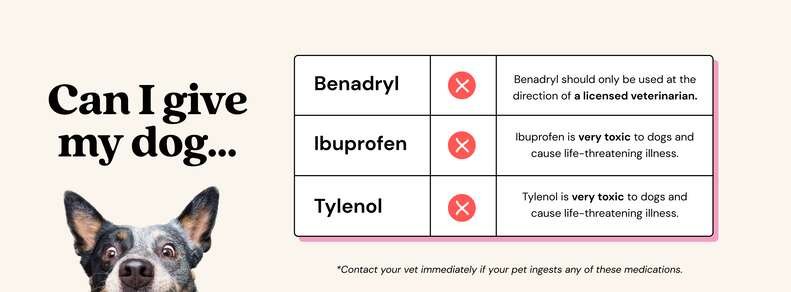 How Much Benadryl For Dogs Is Safe Here s What A Vet Said DodoWell The Dodo