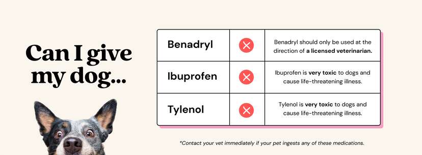 Children's benadryl to dogs hotsell