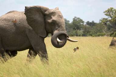 planet earth II elephants