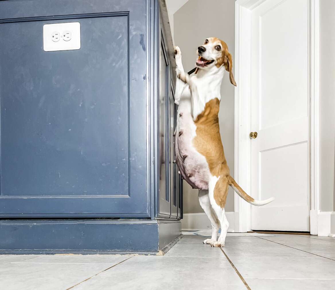 Pregnant beagle stands against a cupboard.