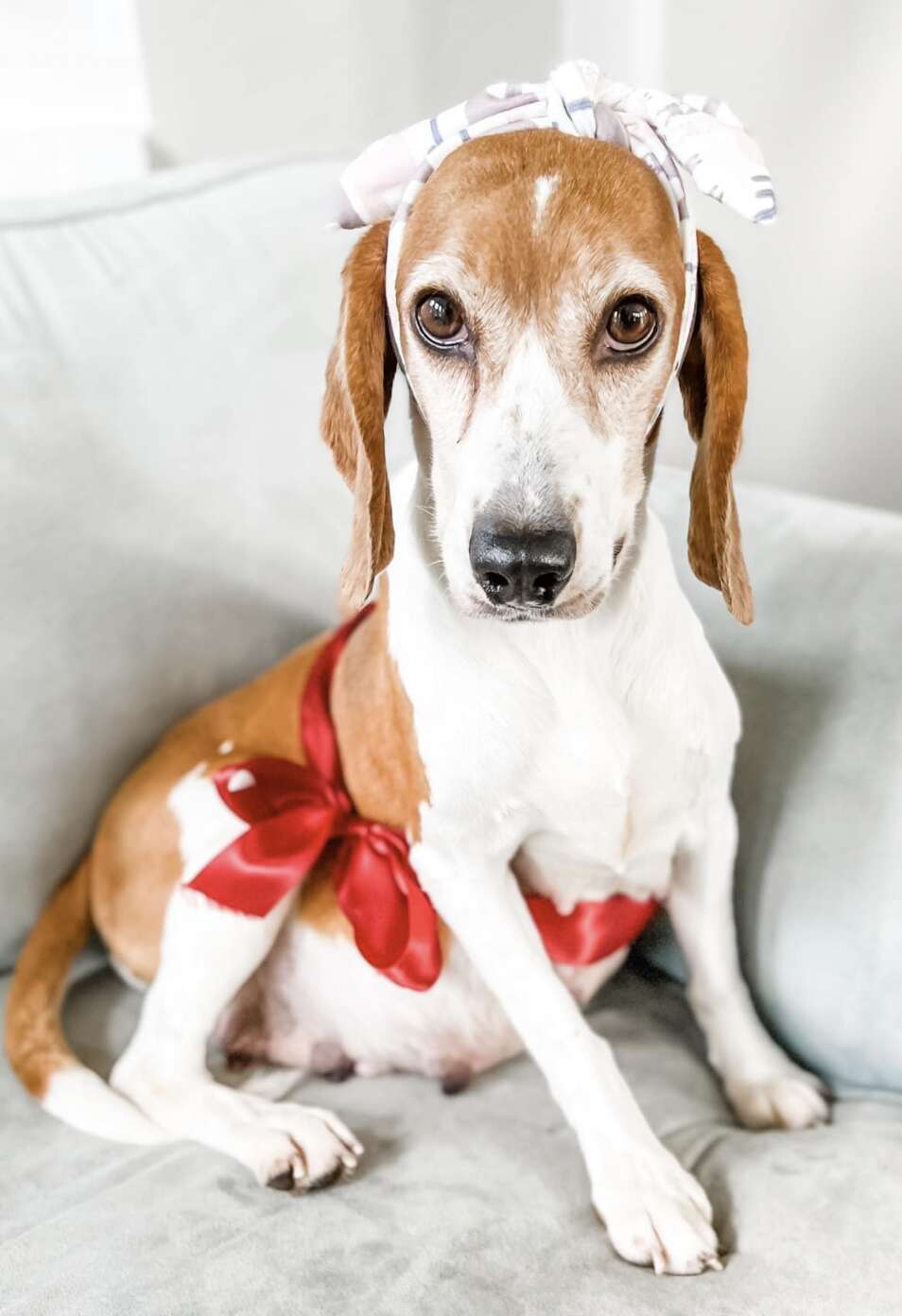 Pregnant beagle sits on the couch with a red ribbon on her belly.