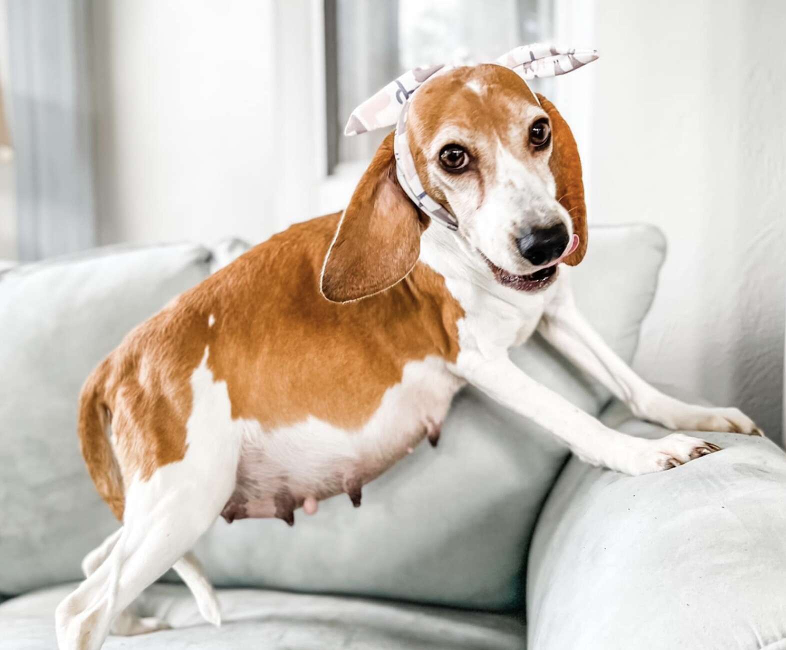 Pregnant beagle stands against a couch to show off her belly.