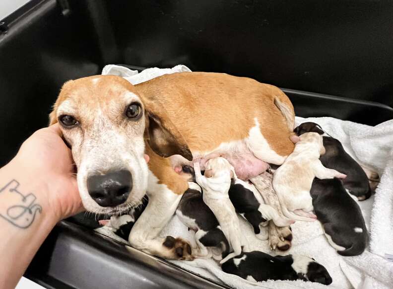 Beagle looks at camera while her puppies lay near.