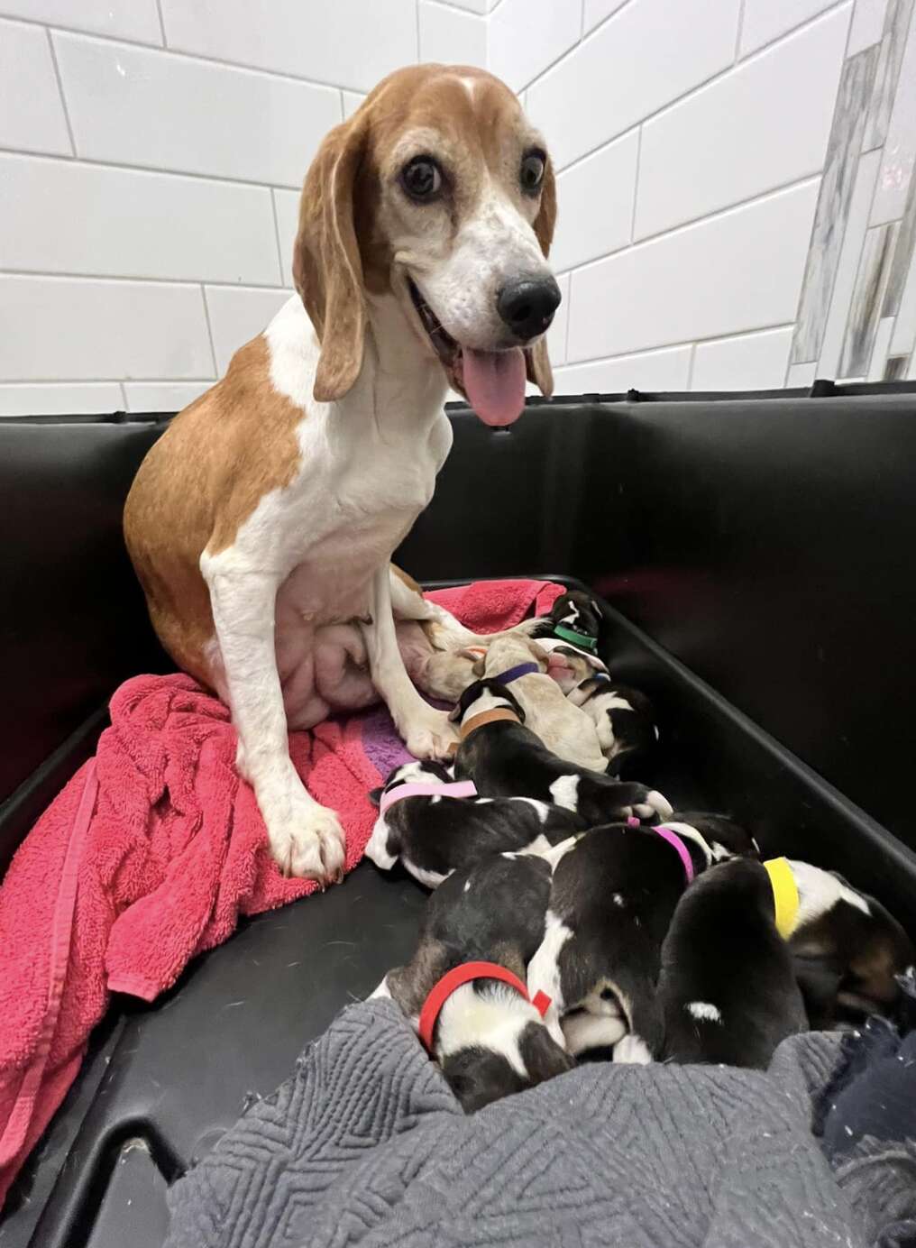Beagle shows off her litter of pups.