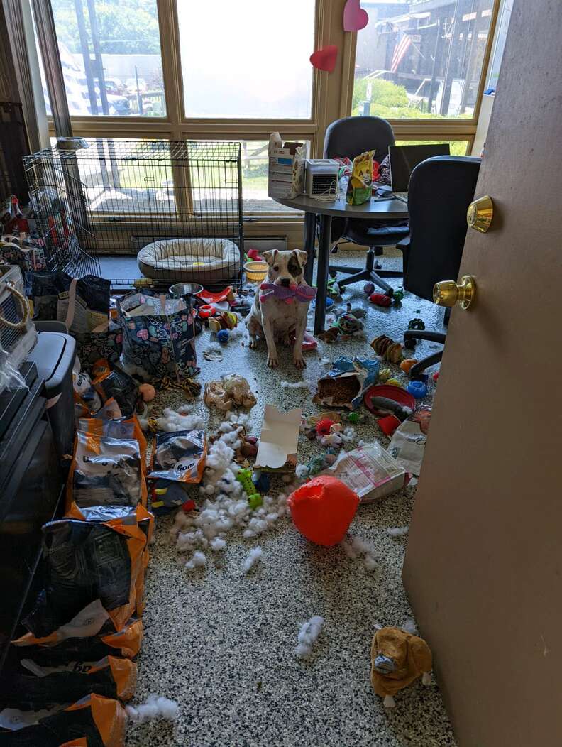 dog destroys office 