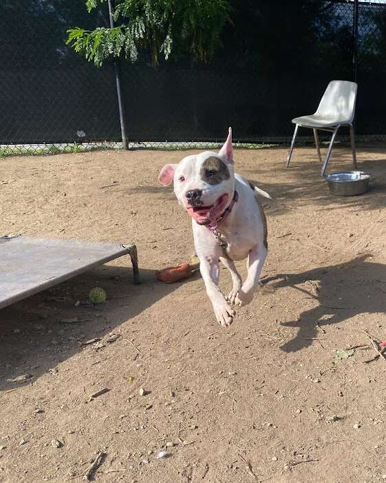 dog playing in yard