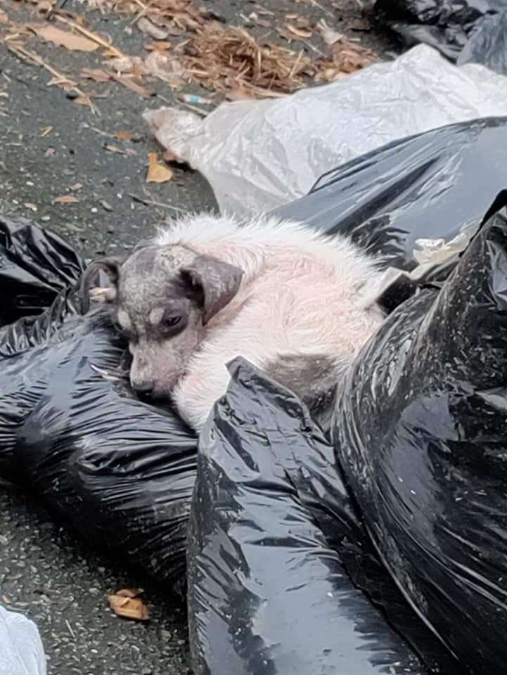 Small dog sleeps on trash bags.