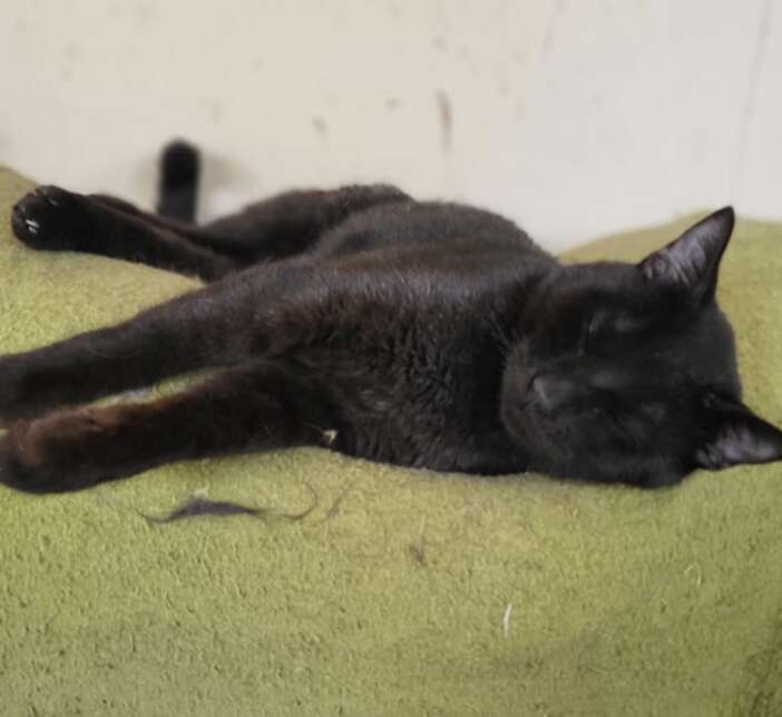 black cat sleeping on green blanket