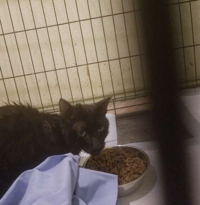 black cat in wire crate