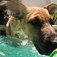 dog inside pool