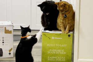 three cats surrounding a box
