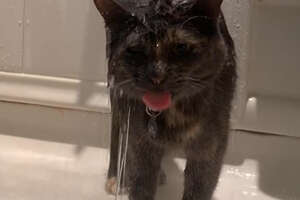 cat in a shower soaked with water