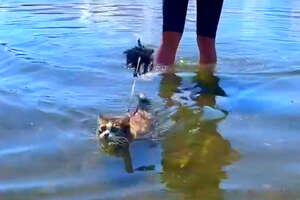 two cats swimming in the ocean