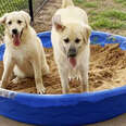 two dogs in a kiddie pool filled with dirt