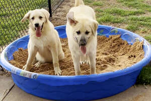 two dogs in a kiddie pool filled with dirt