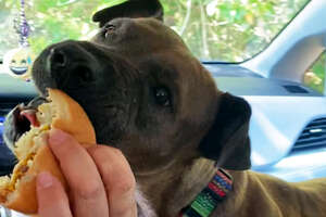 dog eating a sandwich