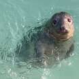 seal pup in the ocean