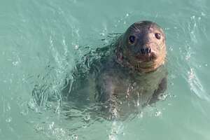 seal pup in the ocean