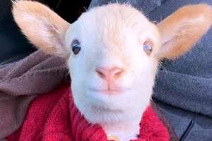 lamb in a red sweater