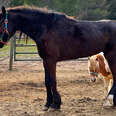 horse and mini horse on farm