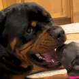 smaller dog has his head in bigger dogs mouth