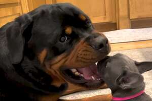 smaller dog has his head in bigger dogs mouth