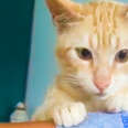 orange cat