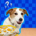 dog with a plate of eggs