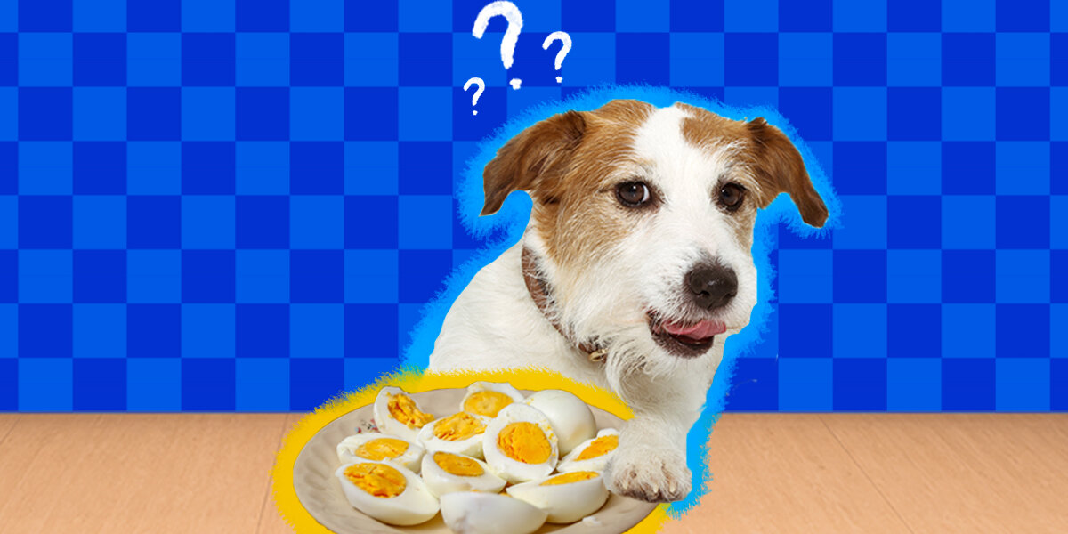 Are eggs store bad for dogs