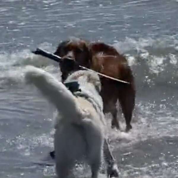 dogs in ocean 