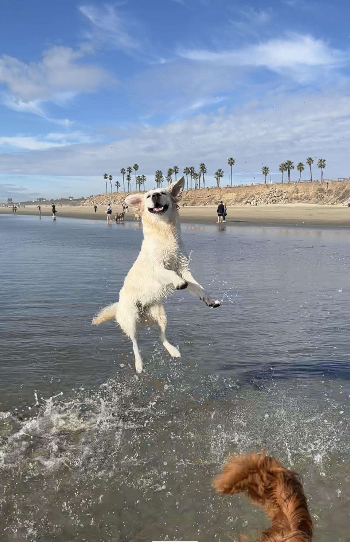 dog jumping on the beach 