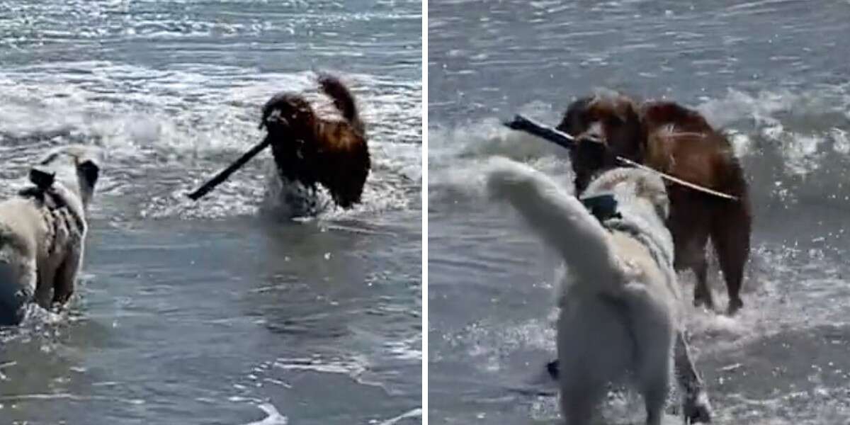 Dog Runs Into Ocean To Fetch Stick For Friend Who’s Afraid Of Waves